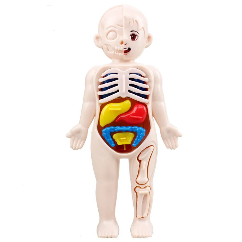 Human Body Educational Toy Puzzle