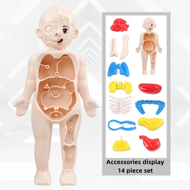 Human Body Educational Toy Puzzle