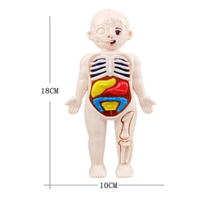 Human Body Educational Toy Puzzle